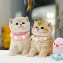 아띠캣 이미지