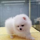 착한강아지 이미지