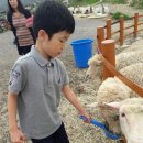 옹달샘한우목장 | 평창 나들이/대관령아기동물농장/황태회관/대관령하늘목장/용평리조트곤돌라/삼교리동치미막국수/황태회관