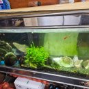 쌍둥이생고기 이미지