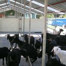 자작농장 이미지