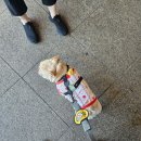 반려견동반 가평 어부바펜션 두 번째 방문(*,,•ᴗ•,,)ꔛ‬ꕤ