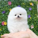 강아지분양 타임도그 애견샵 목동점 | 목동강아지분양 꼼꼼하게 알아보고 확실한 곳에서 알아봤어요.