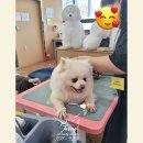 오로라 애견미용샾 | [양산애견미용학원] “국비보다 저렴한데 실력은 더 빨리 는다? 양산 애견미용학원 솔직 후기”