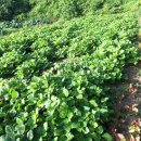 다보가축병원 이미지