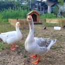 성동부화장 이미지