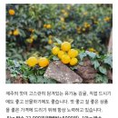 영미네과일가게