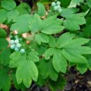 녹전시장 | 四字成語 총정리 <ㅂ> 494 북로군정서~북미왕항동맹