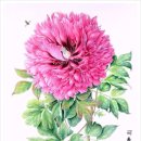 보태니컬 아트 이미지