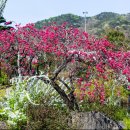 충남삼초