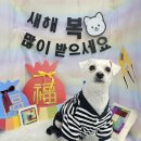 희희퍼피 네이버블로그