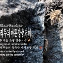 🕷️고리무늬마른깡충거미(Sitticus fasciger) 아주 작은 소형 깡충거미 🪶주변 환경 보호색 🌿 이미지