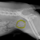 가경 나음 동물병원 이미지