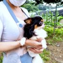 우리집강아지 이미지