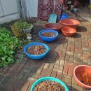 도토리가루 판매종료 이미지