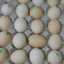 바른농장계란 | 올래농장 자연방사유정란 백봉오골계 유정란 – 진짜 진짜 너무 맛있어요! 아기 이유식용으로 좋은...