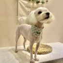 꾸꾸멈머 이미지