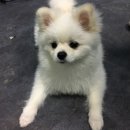 페티즈(petis) 이미지