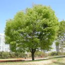 느티나무 이미지