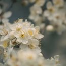 서파대나무쌈밥 이미지