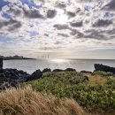 제주 월령리 선인장군락 이미지