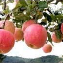 사과나무 - 파주시 금빛로 24-28 | 사과나무