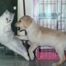 개와고양이 - 부천시 오정구 역곡로482번길 64 | 개와고양이