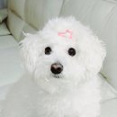 댕댕이아지트 이미지