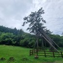 제주 산천단 곰솔군 이미지