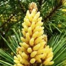 소나무 꽃 송화가루 용도 솔방울 효능 복령 효능 소나무 번식 이미지