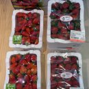 오천 하나로마트 | 논산 딸기 가격 실화.. ? 1kg 3,800원? 논산 하나로마트 득템 후기