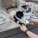 송은메디칼 | 구성역동물병원 아이온에서 알려드리는 고양이 골골송이 전하는 마음의 언어