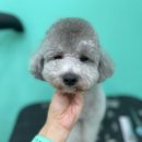 멍블리 펫살롱 이미지