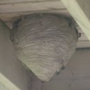 How to remove the hornet nest (벌집 제거) 이미지