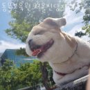 강아지무료분양고양이무료분양입양토끼거북이말티푸먼치킨유기견 | 서울 중구 애견호텔 동물보육원 서울신당지부 가격 위치 이벤트