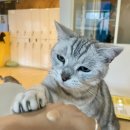 냥냥 | [강남 놀거리]★고양이 좋아하는 사람 다 모엿! 강남역 고양이 카페 히히냥냥 후기