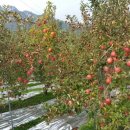 야호농장 이미지