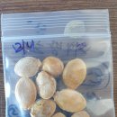 영화님 미니 밤 단호박씨앗 도착했어요. 이미지