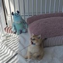 나는 고양이에 빠지다 | 분당고양이 데려오게된 날, 나는 고양이에 빠지다