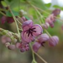 다래농장2 이미지