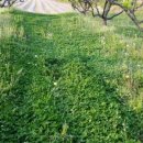 초성 대추나무 이미지