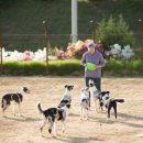 플라잉독 이미지