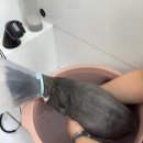 고양이무마취미용 냥지곤지 | 대구 달서구 고양이 미용:) 무마취 미용, 야간 미용이 가능한 &#39;뽀솜뽀솜&#39;