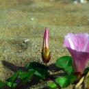 파도소리 이미지