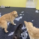 댕교오겠습니다 이미지