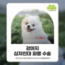 금빛동물수술센터 | 금사동동물병원 강아지 십자인대 파열증상 및 수술 [금빛동물의료센터]