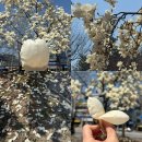 풍영정 | 광산의 봄 “풍영정 근린공원” 봄꽃 맞이 산책길 꽃구경 100%즐기기