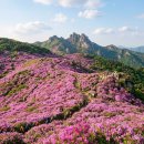 황매산 벚꽃길 | 산청 황매산 철쭉제 미리보기 — 진분홍빛 물결로 덮이는 철쭉 테마파크, 최적의 방문 시기와 명당
