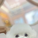 퍼피짱 대도점 이미지