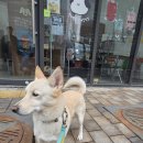 왈왈키친 이미지